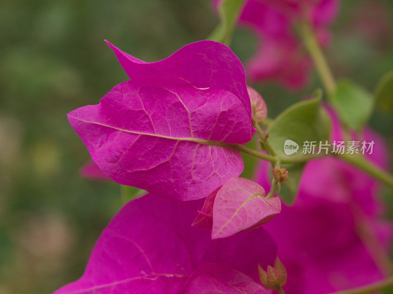 印度植物花/苞片-九重葛